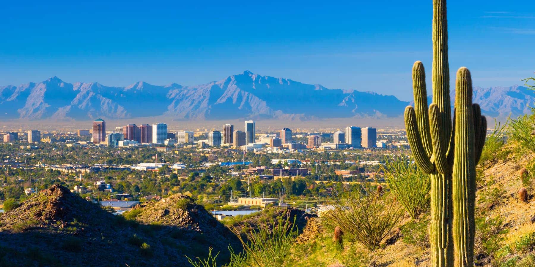 Desert city skyline with tall cactus in the foreground and mountains in the background